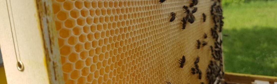 Pčelarstvo King City