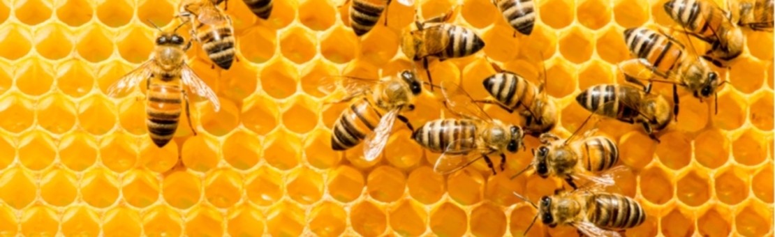 Pčelarstvo King City